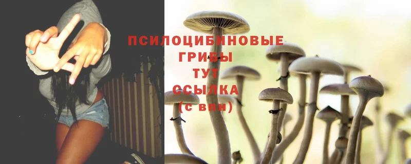 Псилоцибиновые грибы Psilocybine cubensis  сайты даркнета клад  Полярные Зори 